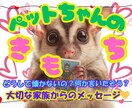 大切な✨ペットちゃんからのメッセージをお伝えします もっと仲良しになるヒントを✨タロット✖霊視で教えます✨ イメージ1