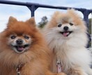 全画像納品！愛犬との家族写真撮影します 愛するわんちゃんとの思い出を残しませんか？ イメージ3