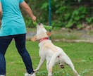 わんにゃんのオフ会、譲渡会の撮影いたします わんにゃんのオフ会、譲渡会撮影承ります！ イメージ3
