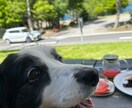 河口湖周辺の犬と行けるカフェの情報を提供します 河口湖で愛犬と過ごすカフェ時間をもっと安心で楽しいものに イメージ2