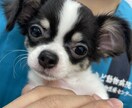動物関連のことならなんでもお受けします 動物病院で出来る事、飼育されてるペット様に関する質問何でも イメージ5