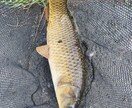 川釣を始める方に道具等の紹介をします 学生ならではの釣り方や、小さい所の攻め方まで イメージ4
