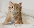 商用利用OK！写真から動物の水彩イラストを描きます ご自身のペットを水彩画風の温かいイラストにしたい！ イメージ5