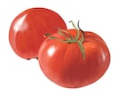 新鮮な野菜果物イラスト｜温かいタッチで制作します レシピ本・メニュー・パッケージ用食品イラストを制作します イメージ5