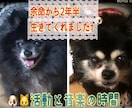 ペットちゃん　生きてる子亡くなった子拝見します 見て頂いた時がタイミング†⭐︎ イメージ5