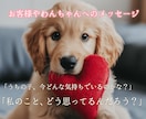 愛犬と飼い主様の心を繋ぎたい。ワンコと話します タロット・ダウジング・アニコミの３本柱で愛犬の気持ちを深堀り イメージ8