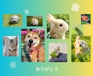 ペットロスグリーフケア最大限に癒します ペットの心とあなたの心を直接繋ぐカウンセリングセラピー イメージ1