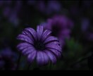 花のおしゃれなオリジナル写真素材を提供します WEBサイト・ロゴ・バナーなどに！4608 x 3456 イメージ5