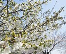 気分変調性障害当事者が丁寧に寄り添います 症状/うつ病との違い/双極性障害との違い/悩み/不安 イメージ9