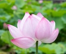 写真講評・レタッチ相談を丁寧に対応します 撮影・設定・レタッチまで幅広く対応します イメージ7
