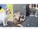 SNSに使える高品質な写真の素材提供します カメラ歴7年の私が撮影したお花や猫の イメージ7