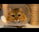 ネコのお話ししませんか？猫トークで盛り上げます 愛ネコYouTuber！猫たちの成長記録や難病克服日記配信 イメージ7