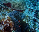 ダイビングで撮った水中写真を提供します 完全オリジナル！魚や珊瑚の水中写真を１枚１００円で！Ｃセット イメージ9