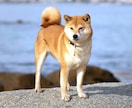 ペットをタイムウェーバーで４週間波動調整します 犬、猫、その他／四週間ペットのエネルギーを最適化 イメージ1
