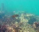 陸海空の素材映像、画像、代理撮影致します 地上～ドローンによる空撮、水中撮影まで全てをカバーします イメージ15