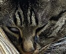 １日１回３０日猫画像をメールアドレスに配信します 猫が好きだけど飼えない人！生活感ある猫画像を毎日！ イメージ6