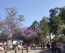 メキシコについて相談にのります 現地での入籍や出産や、メキシコ人との恋愛について イメージ1
