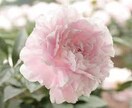 秘密厳守✴︎日々のモヤモヤ愚痴些細な悩み聞きます 元 結婚相談所カウンセラーで弁護士事務所勤務の私がフランクに イメージ1