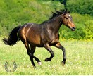ペット自慢♡親バカ愛トーク大歓迎！全部受け止めます 飼い主だからわかる、その気持ち♡柴犬ママが共感します イメージ10