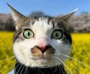 人生開花の占導鑑定:魂を導きます 心・体・運を整え、魂の道をひらきます イメージ5