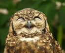 行方不明◆捜索◆かわいいペット探しのお手伝いします ヒントを元に自力で探す責任感のあるあなたへ イメージ3