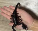 哺乳類・爬虫類・鳥類・両生類・奇蟲飼育相談乗ります 自宅で飼育している生体の飼育方法等相談乗ります イメージ5