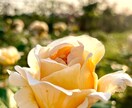 画像の加工や文字入れをします 大切な画像、おまかせください。 イメージ5