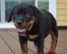愛犬のお写真からイラスト製作いたします 思い出を形に、また愛犬家へのプレゼントとして イメージ4