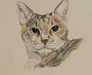 お家の猫ちゃんの似顔絵描きます 色鉛筆で丁寧に仕上げます！！お顔中心に描かせて戴きます。 イメージ7