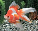 失敗しない金魚の育て方教えます 金魚の育て方初めから教えます！元気な金魚・死なせない金魚 イメージ1