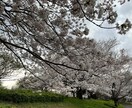 貴方に合った適職をお調べします 「つむぎ学鑑定」にて生年月日よりお調べ致します イメージ2