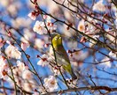 東京の山（高尾・奥多摩）の風景写真を撮影代行します 美しい風景や花の写真を提供！商用利用可・RAW現像サービス付 イメージ10