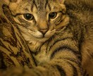 ペットのお悩み、心を込めてお応えします 愛犬・愛猫のお悩み、一緒に寄り添います イメージ1