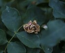 ホラー、退廃系写真素材提供します ホラーゲーム背景、うつ系メディア等にご利用いかがですか？ イメージ3