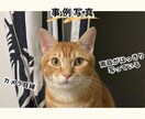 アニマルコミュニケーションを行っています 【先着5名1500円】♪100頭以上の実績・お空の子もOK イメージ3