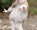 あなたのペットやキャラを踊らせることができます わんちゃんやハムスターなどほとんどの動物やキャラは可能です。 イメージ9