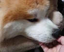 医療、犬、愚痴、オシャレ、なやみききます。ます おはなしききます。お気軽にお電話ください。 イメージ1