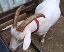 ナレーションの読み上げ行います 動画などに付けるナレーションの吹き込みを行います イメージ1