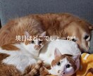 ちょっとだけ聞いて欲しい。話したい。聞きます 元気が無い時は無言でも大丈夫。同じ時間を過ごしましょう。 イメージ4