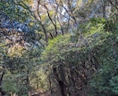 不倫相手との今後を霊視とタロットで鑑定します お悩みはありませんか?お悩みに寄り添います イメージ1