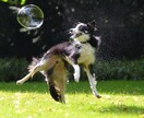 ブログで使える犬のフリー画像50枚を集めます 様々なシチュエーションに対応!!可笑しい!可愛い!!犬の画像 イメージ8