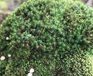 自分探しのお手伝いします パーソナルカウンセラーが必要ではありませんか？ イメージ1