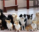 犬のしつけトレーニング方法アドバイスします しつけにお困りの方へペットケアアドバイザーが丁寧にご対応！！ イメージ1