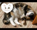 愛猫のお名前アイコン作成します 猫垢SNSで大活躍♡模様・カラー変更柔軟に対応◎ イメージ5