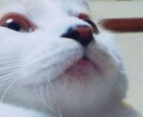 男女問わずなんでもお話聞きます 仕事の悩みや人間関係に疲れているあなたに少しでも癒しを！ イメージ2