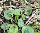 お庭の芝生の雑草を消すアドバイスをします 自宅や敷地の芝生を華麗に保つアドバイスをします。 イメージ6