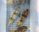アオリイカ釣り ウキ釣り仕掛け制作 教えます アオリイカ意外と簡単に釣れちゃう イメージ1