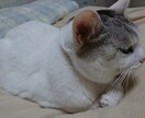 命理と易占(周易)であなたの恋の行方を占います 片想い.恋愛.不倫.離婚問題…男女の問題なら何でもどうぞ！ イメージ6