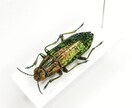 昆虫標本の専門家であなたの標本をさらに輝かせます 昆虫類の標本展足と再構築の専門家です！ イメージ7