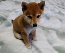 ご自身の悩みをヨガ的な観点から、相談にのります ～メンズヨガセラピストと柴犬ラヴが担当するよ～ イメージ4